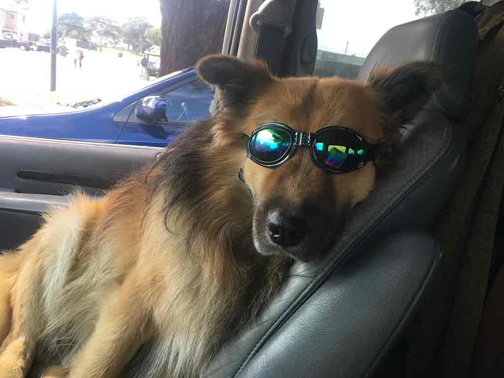 Chee Kough in the front seat with eye protecting goggles for hanging out the window, nose in the wind